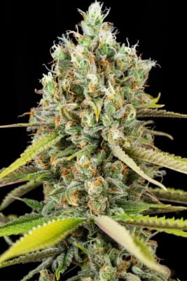 LEMON KING 3 SEMILLAS