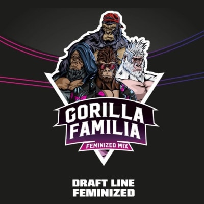 GORILLA FAMILY 12 SEMILLAS