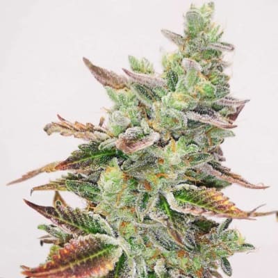 BANANA PURP 3 SEMILLAS