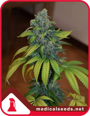 GELATO 242 3 SEMILLAS
