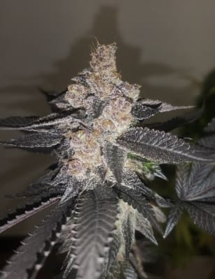 GELATO 242 3 SEMILLAS