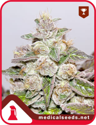 MENDOCINO PURPLE KUSH 3 SEMILLAS