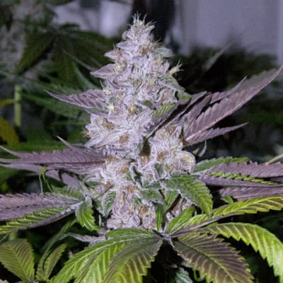 MENDOCINO PURPLE KUSH 3 SEMILLAS