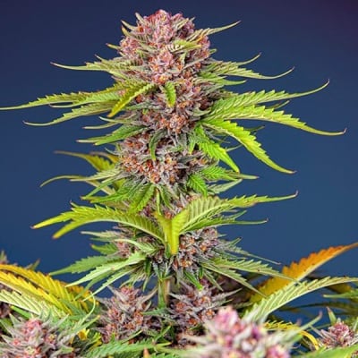 MIMOSA BRUCE BANNER XL AUTO 3SEMILLAS