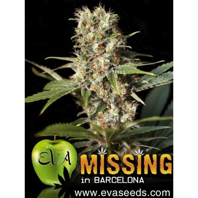 MISSING IN BARCELONA 3 SEMILLAS