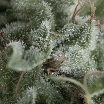 AUTO NEFERTITI