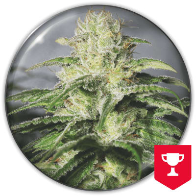 OG KUSH CBD 3 SEMILLAS
