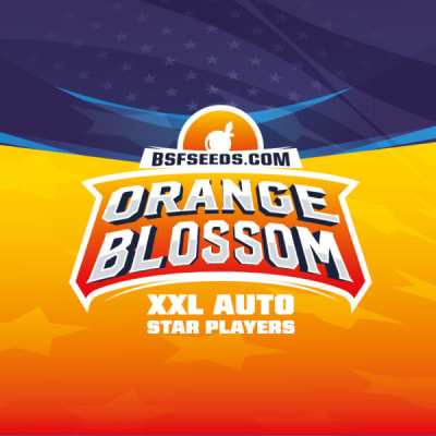 ORANGE BLOSSOM 2 SEMILLAS