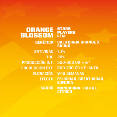 ORANGE BLOSSOM 2 SEMILLAS