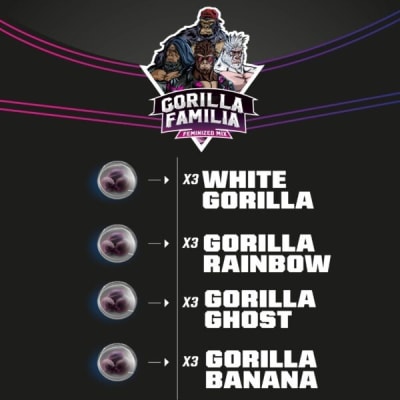 GORILLA FAMILY 12 SEMILLAS