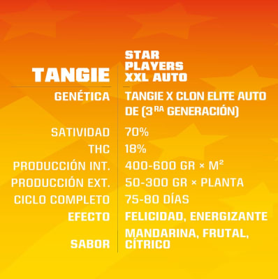 TANGIE XXL
