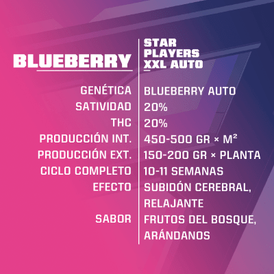 BLUEBERRY XXL