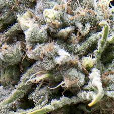 WHITE WIDOW CBD 3 SEMILLAS