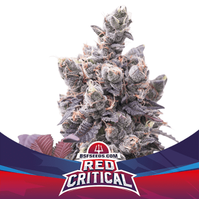 RED CRITICAL