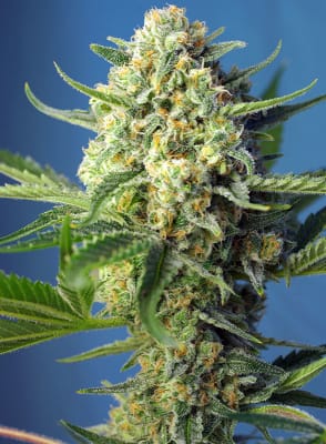 S.A.D. SWEET AFGANI DELICIOUS 3 SEMILLAS