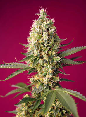 SKYWALKER OG RUNTZ XL