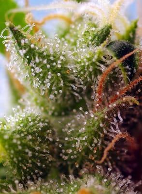 SKYWALKER OG RUNTZ XL