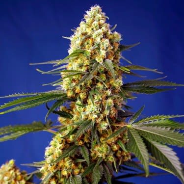STRAWBERRY BANANA GELATO XL AUTO 3SEMILLAS