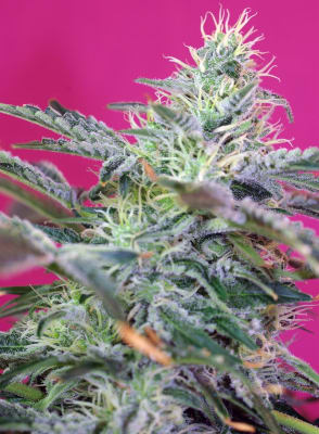 SWEET CHEESE 3 SEMILLAS