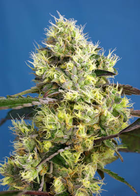 GELATO 3+1