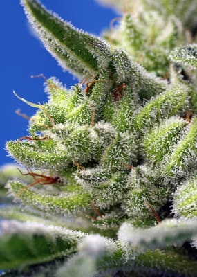 GELATO 3+1