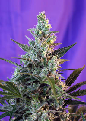 SWEET SKUNK AUTO 3+1