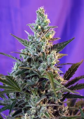 SWEET SKUNK F1 3+1