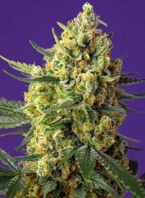 CRYSTAL CANDY XL 3 SEMILLAS