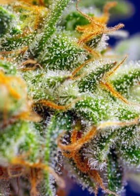 CRYSTAL CANDY XL 3 SEMILLAS