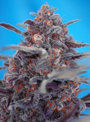 DEVIL CREAM 3 SEMILLAS