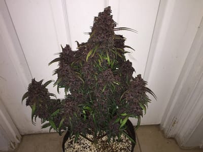DEVIL CREAM 3 SEMILLAS