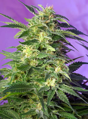 KILLER KUSH 3 SEMILLAS