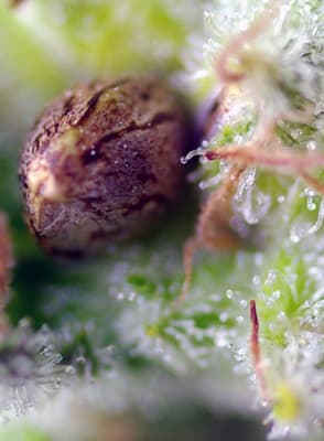 KILLER KUSH 3 SEMILLAS