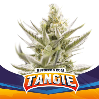 TANGIE XXL