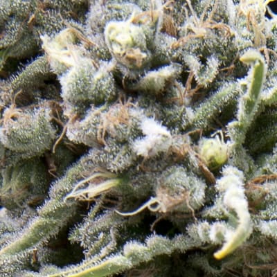 AUTO WHITE WIDOW PYRAMID SEEDS