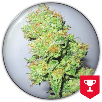 Y GRIEGA CBD 3 SEMILLAS