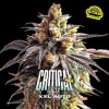 CRITICAL +2 XXL2