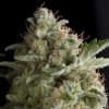 AMNESIA GOLD1