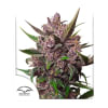 AUTO BLACKBERRY KUSH 3 SEMILLAS1