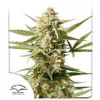 AUTO CINDERELLA JACK 3 SEMILLAS1
