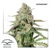 AUTO COLORADO COOKIES 3 SEMILLAS1