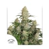 AUTO CRITICAL ORANGE PUNCH 3 SEMILLAS2