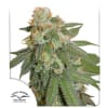ORANGE BUD 3 SEMILLAS1