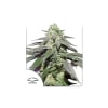 SKYWALKER HAZE1