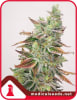 BANANA PURP 3 SEMILLAS1