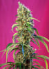 BLACK JACK CBD 3+11