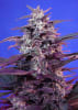 BLOODY SKUNK SWEET SEEDS1