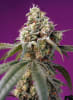 AUTO BRUCE BANNER 3 SEMILLAS1