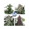 ASSORTED MIX 10 SEMILLAS1