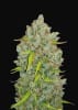 ORIGINAL BUBBLEGUM1